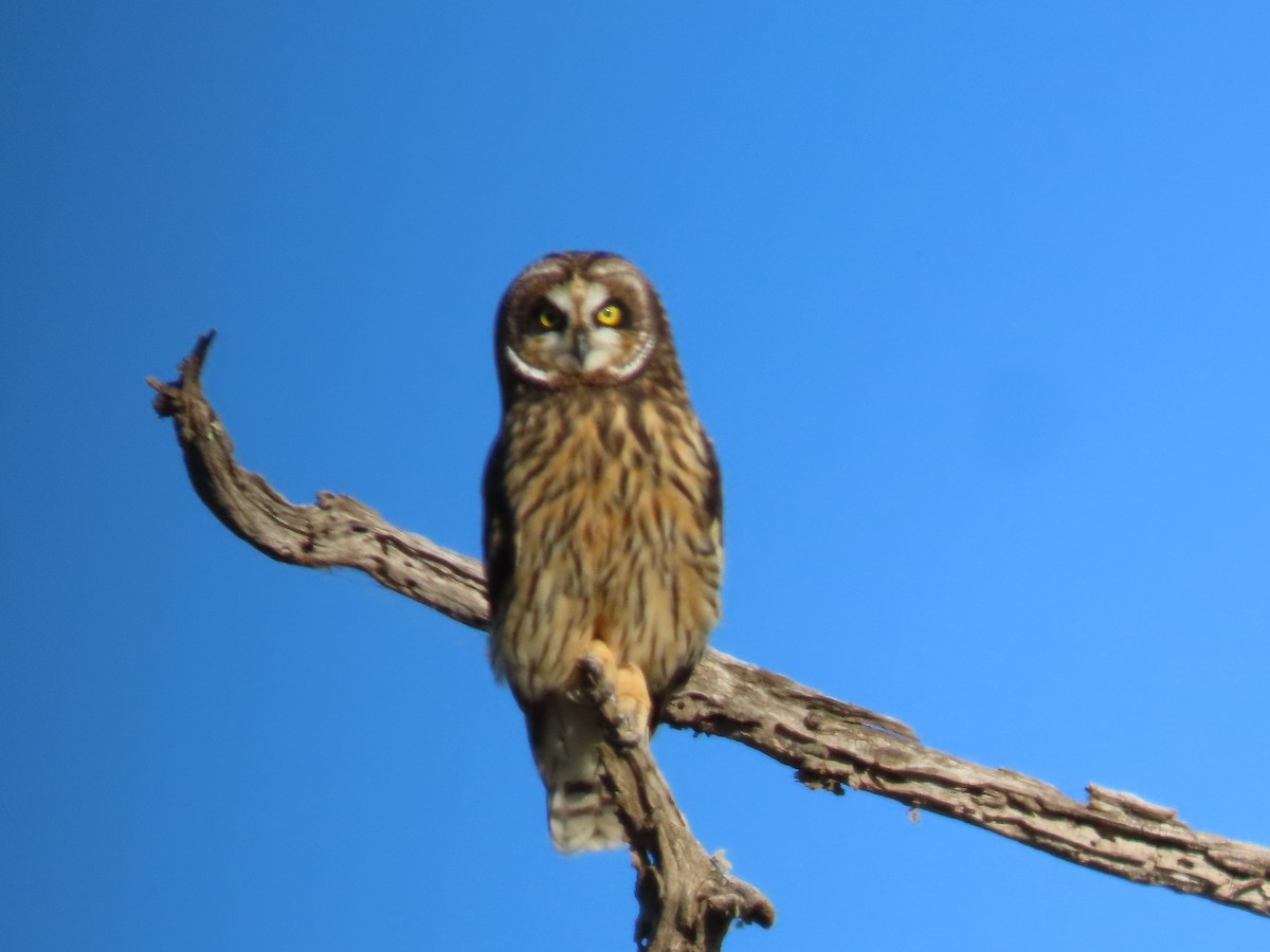 Short-eared Owl (Hawaiian) - ML617883411