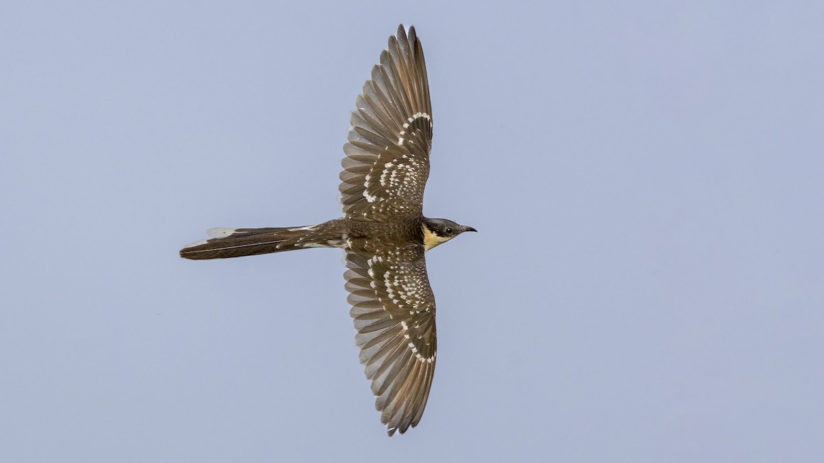 Great Spotted Cuckoo - ML617883482