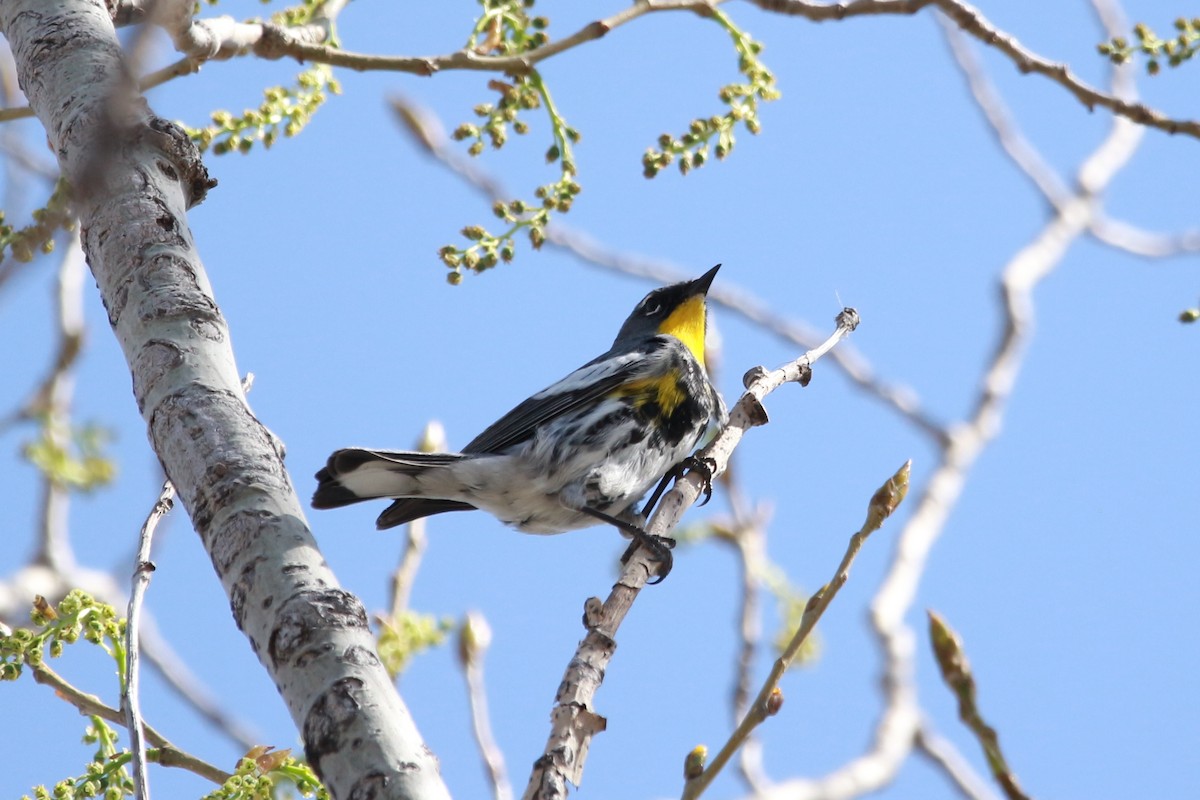 Yellow-rumped Warbler (Audubon's) - ML617883483