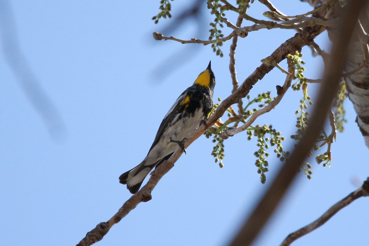 Yellow-rumped Warbler (Audubon's) - Jesse Pline