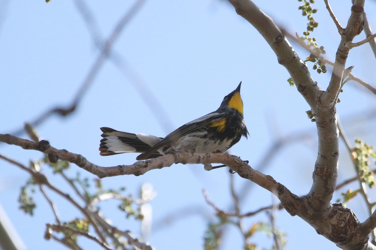 Yellow-rumped Warbler (Audubon's) - ML617883485