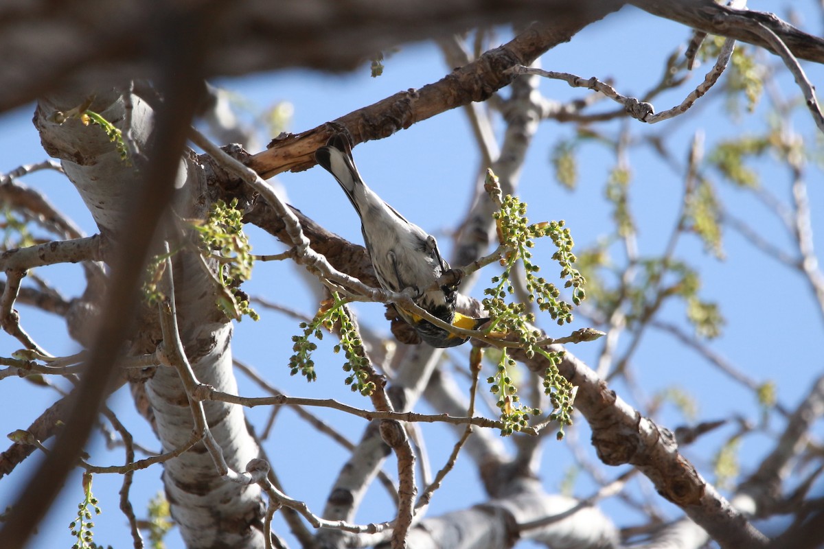 Yellow-rumped Warbler (Audubon's) - ML617883486