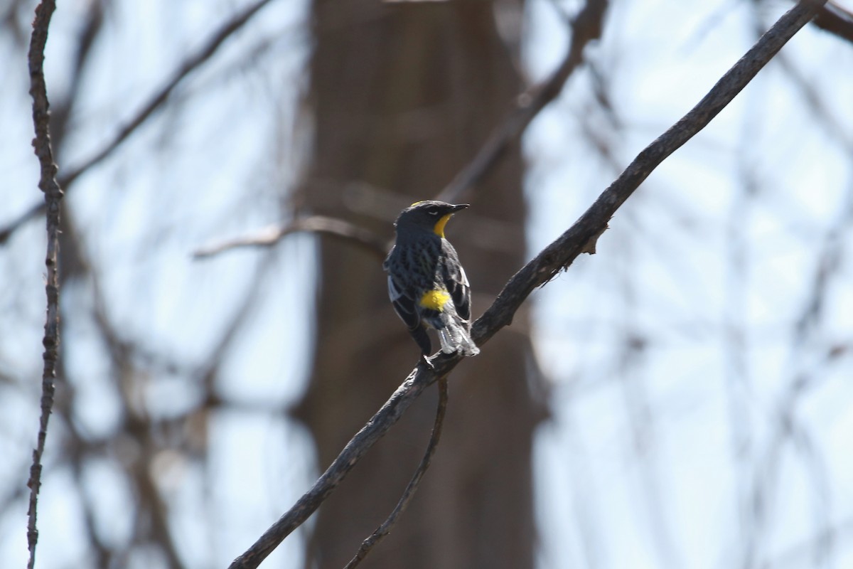 Yellow-rumped Warbler (Audubon's) - ML617883489