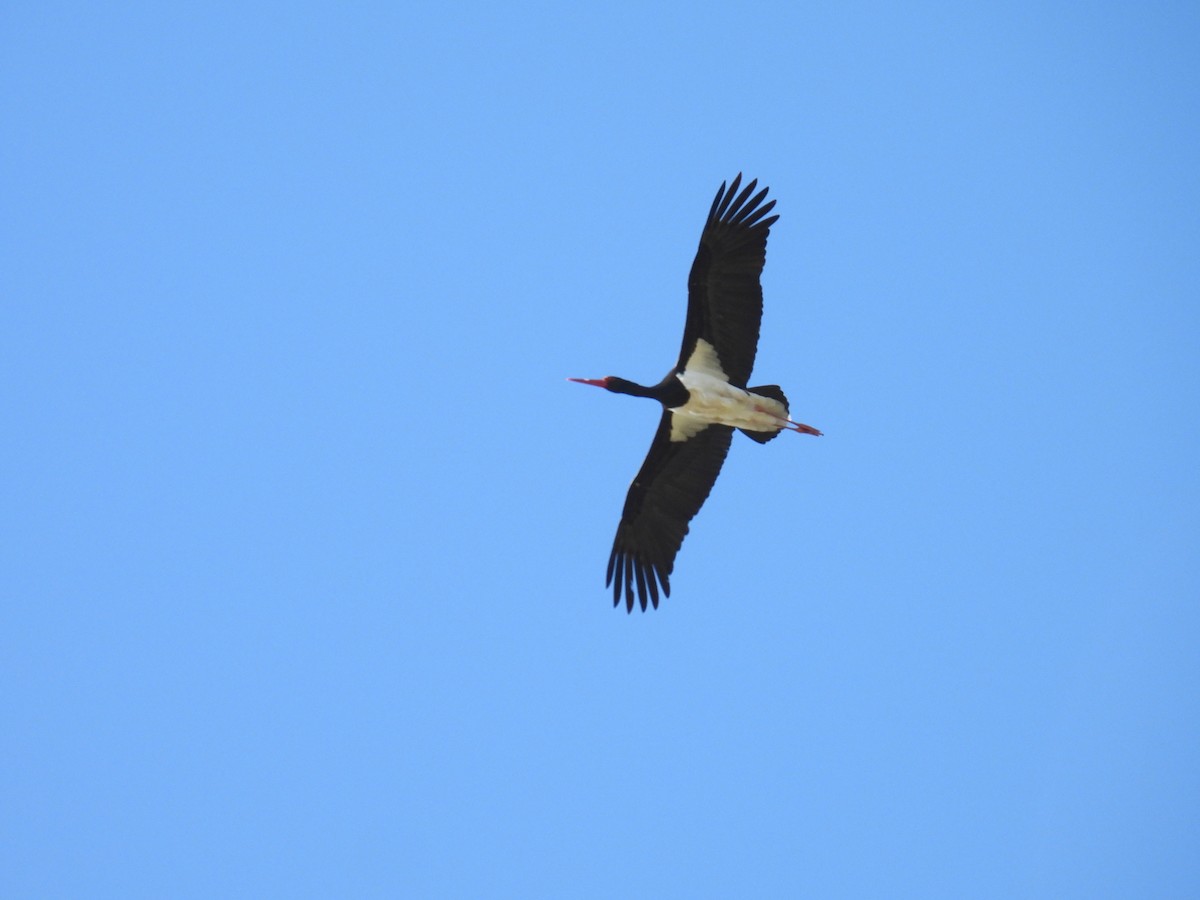 Black Stork - ML617883501