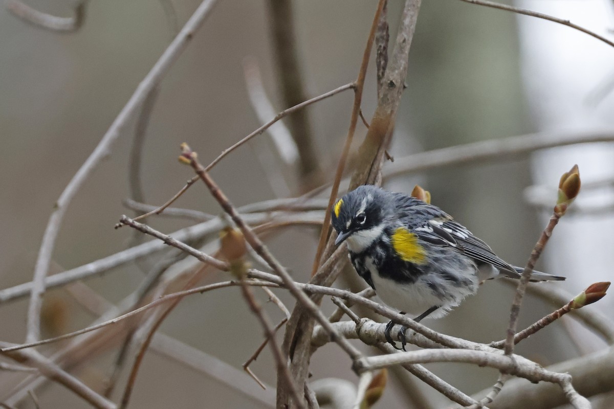 Yellow-rumped Warbler (Myrtle) - ML617883540