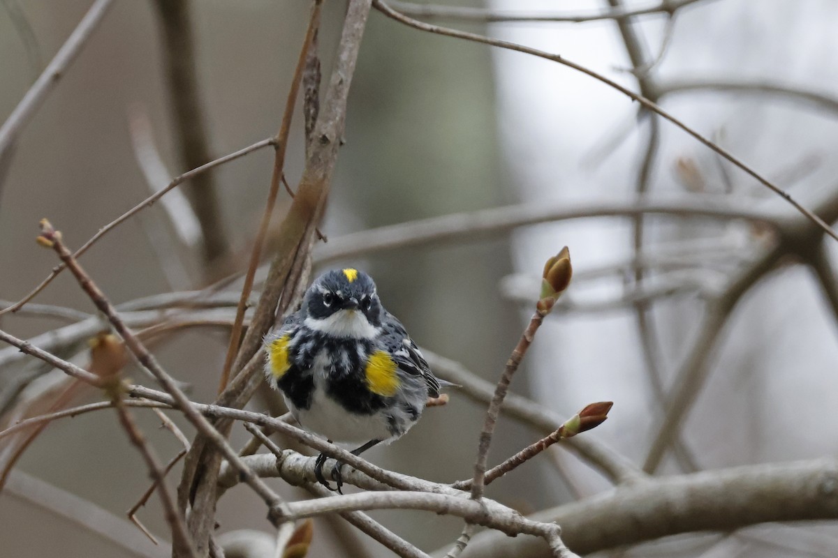 Yellow-rumped Warbler (Myrtle) - ML617883541