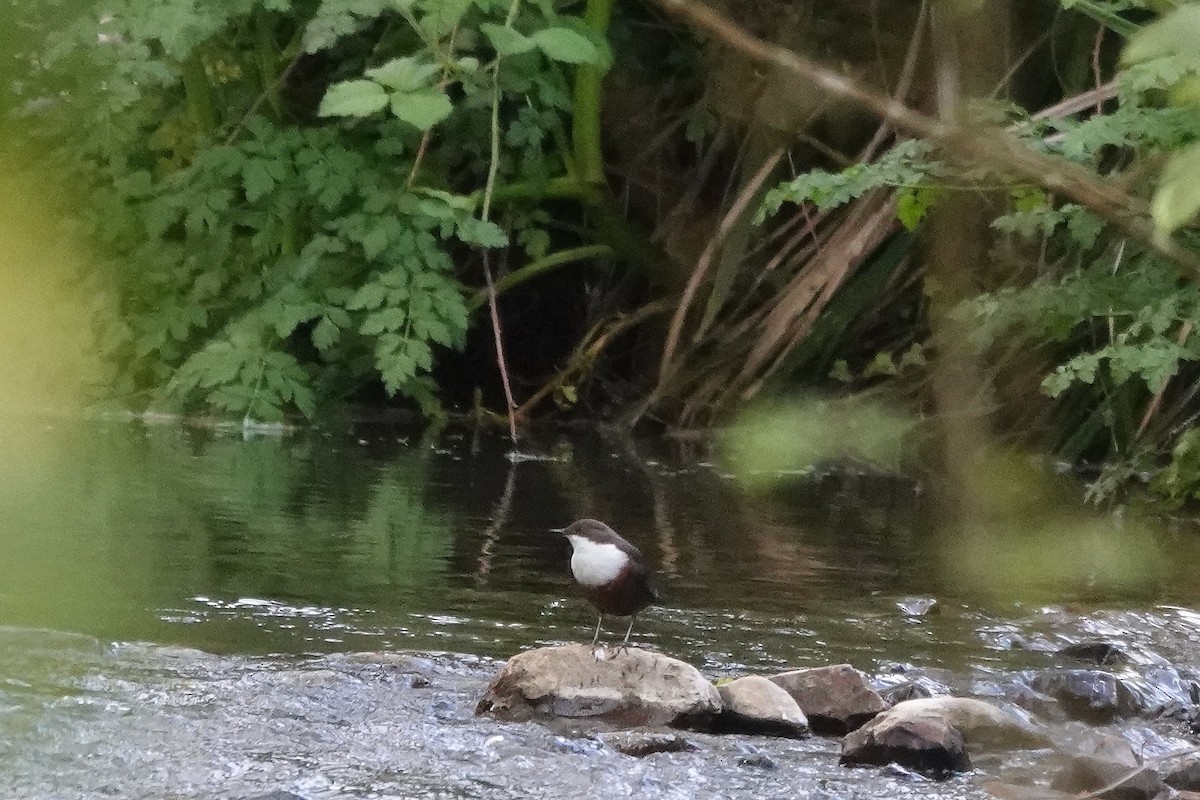 White-throated Dipper - Roly Pitts