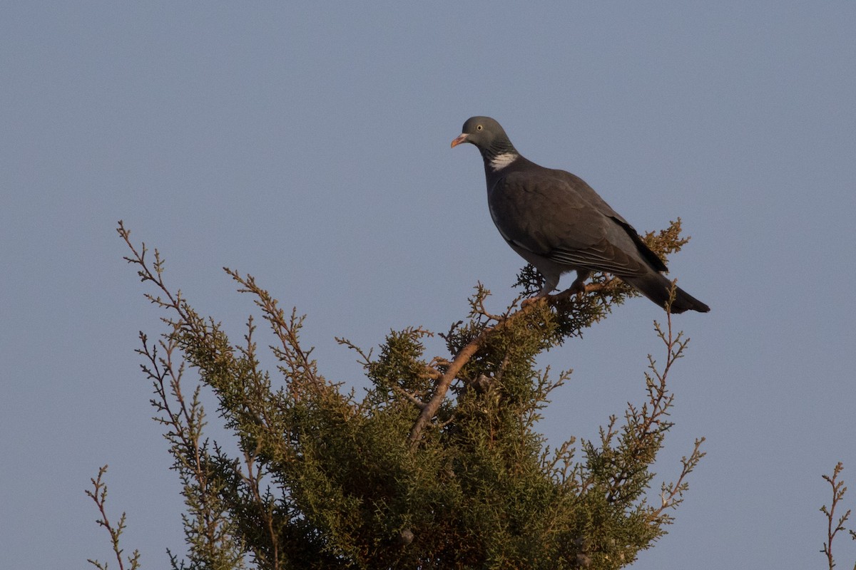 Common Wood-Pigeon - ML617883602