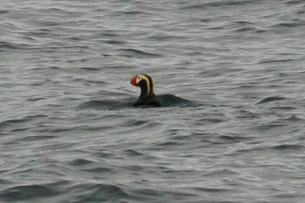 Tufted Puffin - Carly Jones