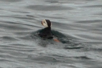 Horned Puffin - ML617883642