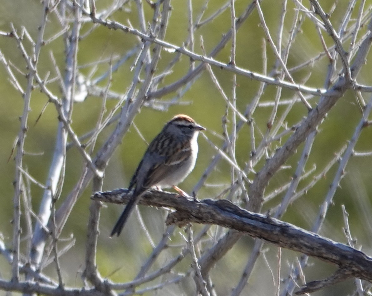 Chipping Sparrow - ML617883648