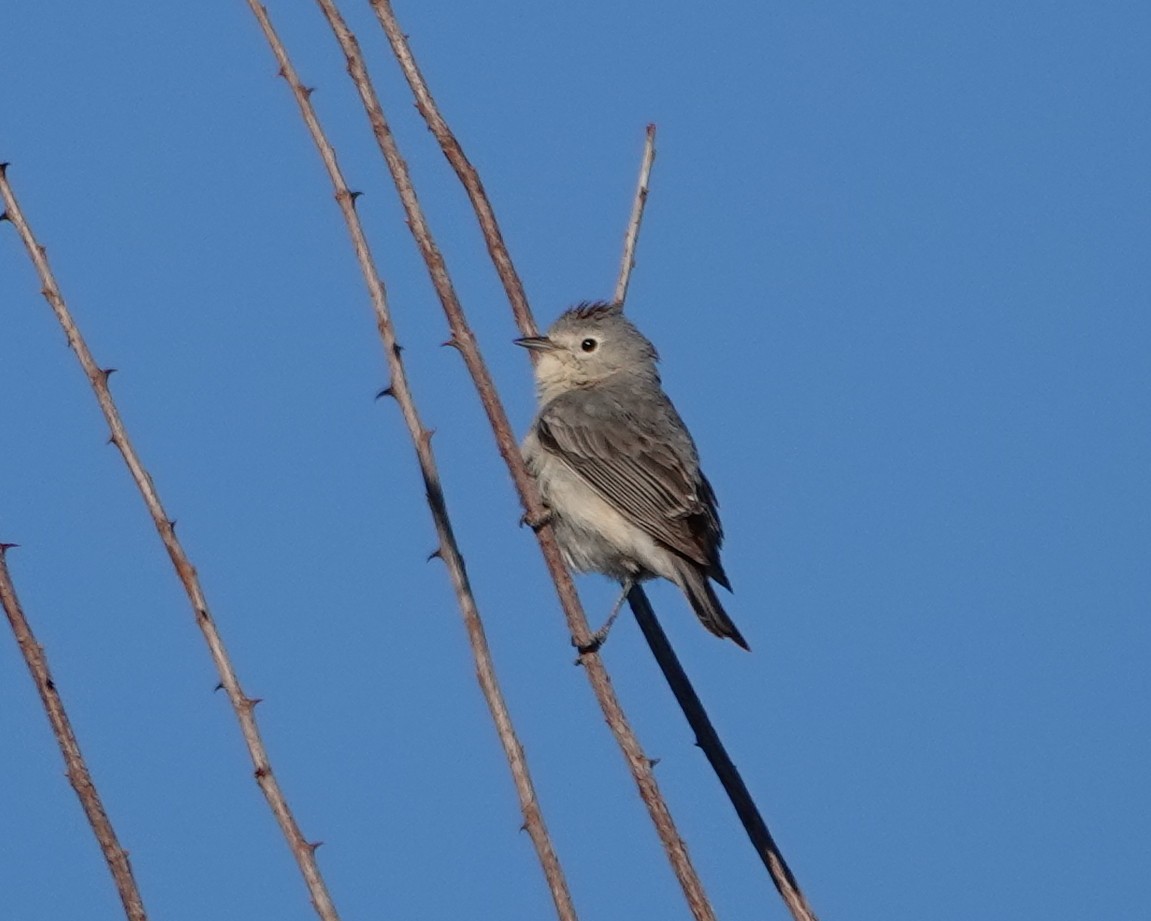 Lucy's Warbler - ML617883677