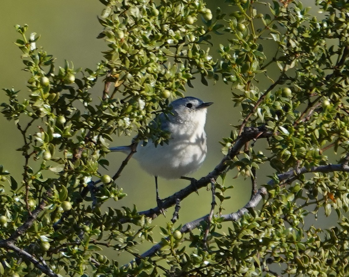 Lucy's Warbler - ML617883679