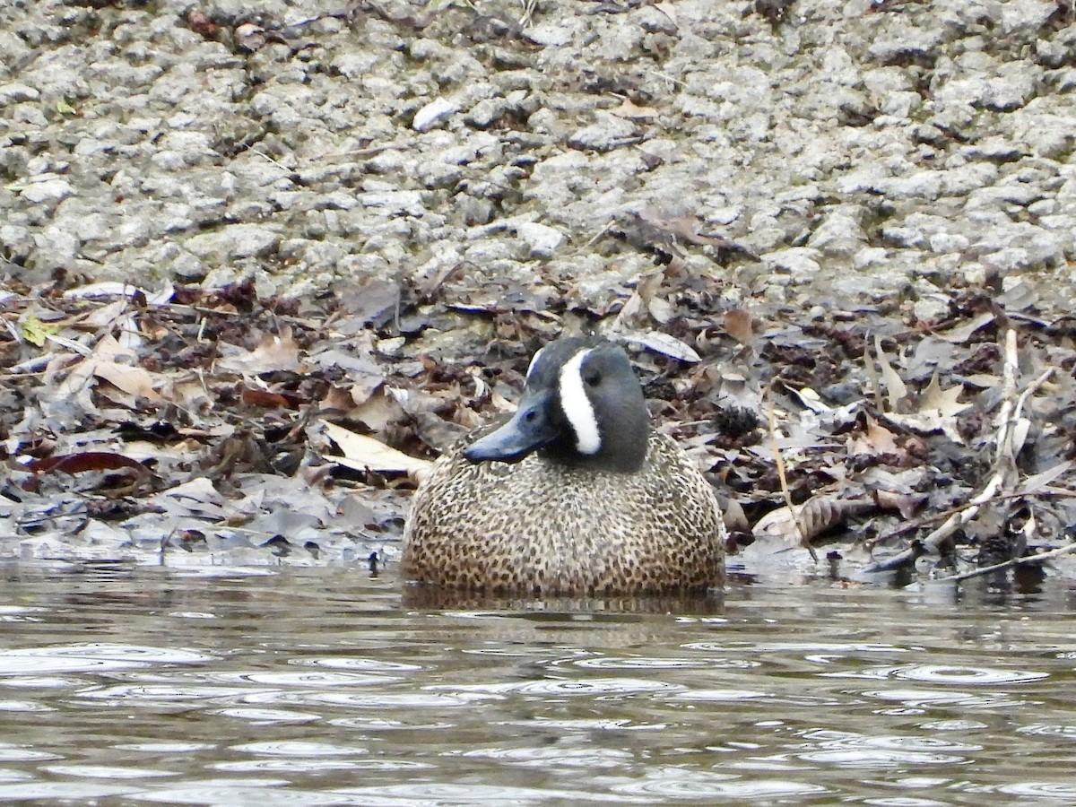 Blue-winged Teal - ML617883696