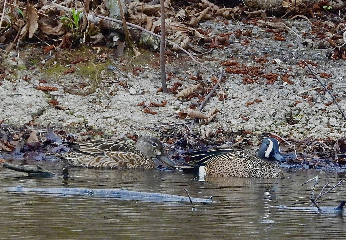 Blue-winged Teal - ML617883697