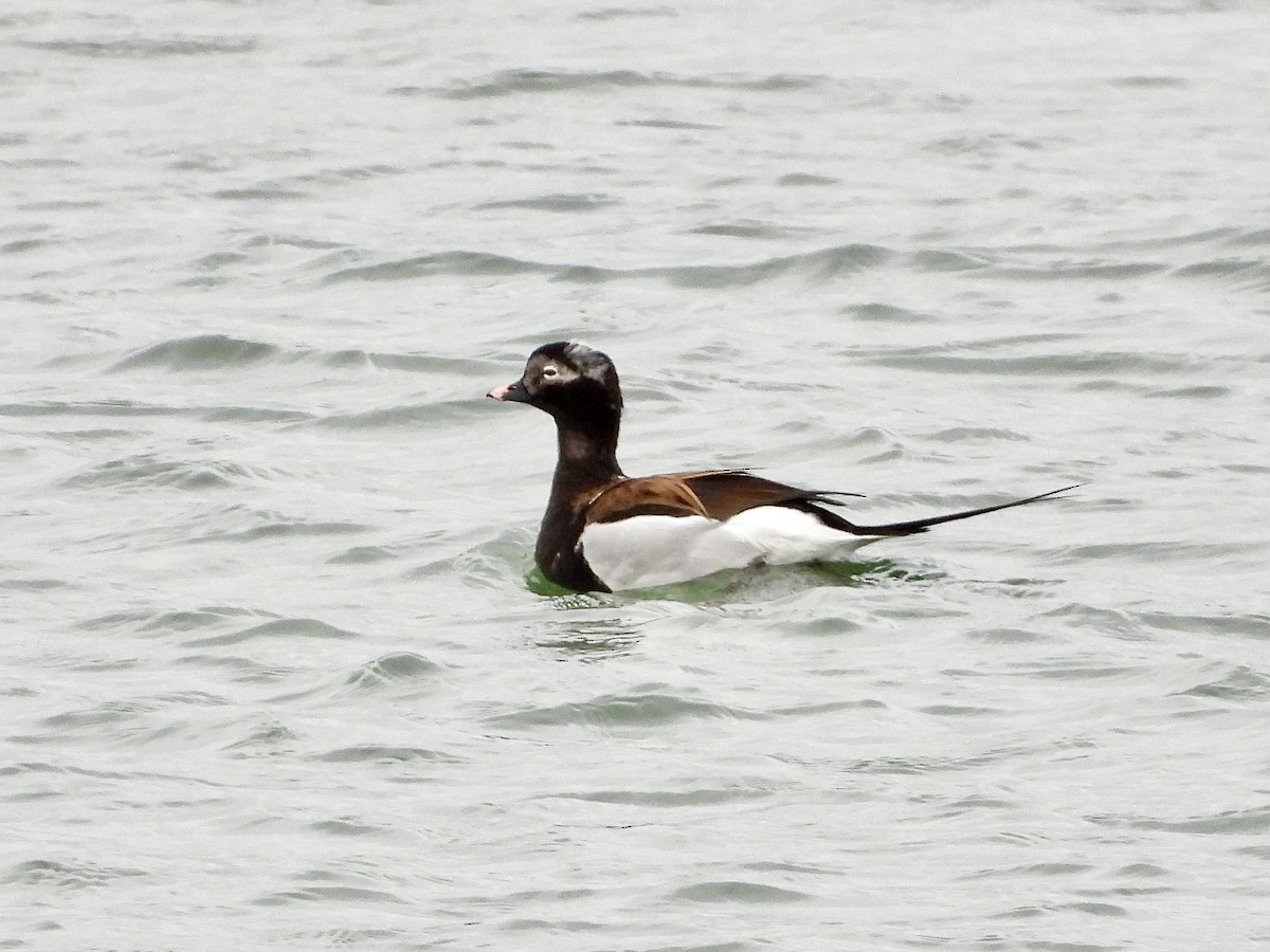 Long-tailed Duck - ML617883712