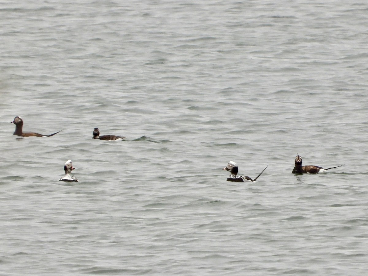 Long-tailed Duck - ML617883713