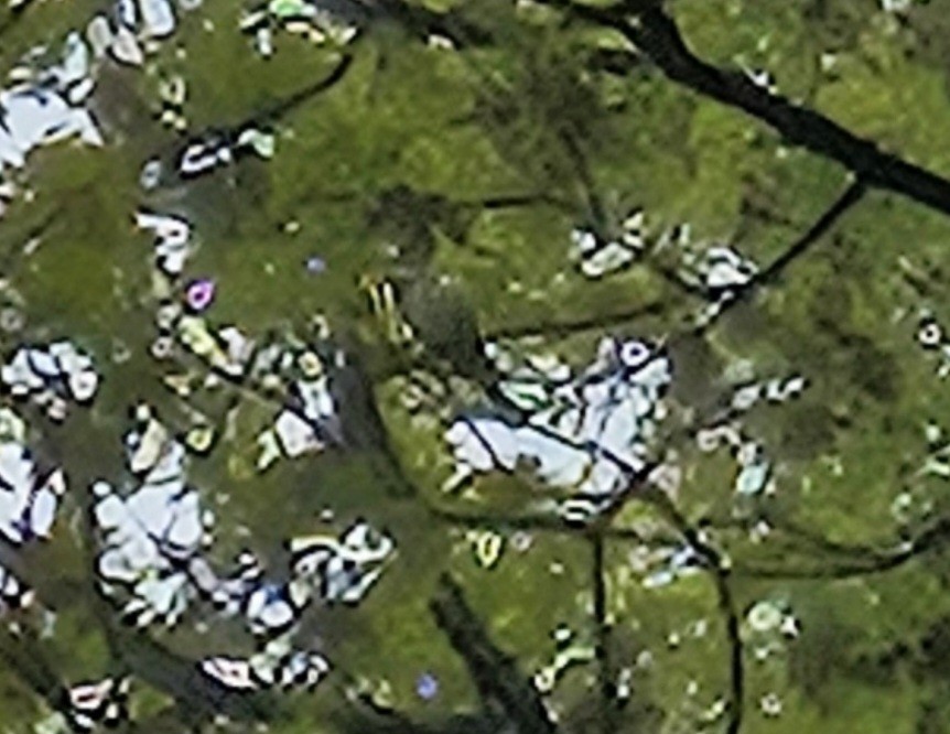Black-throated Green Warbler - ML617883748