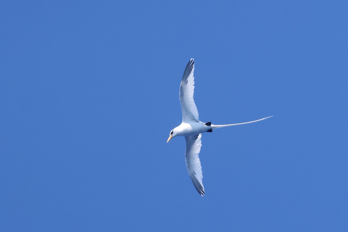 White-tailed Tropicbird - ML617883779