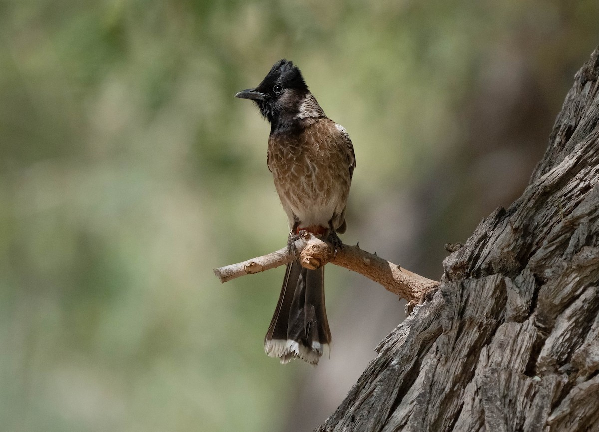 Red-vented Bulbul - ML617883895