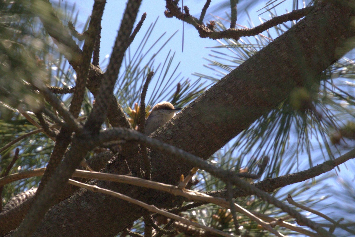 Brown-headed Nuthatch - ML617884007
