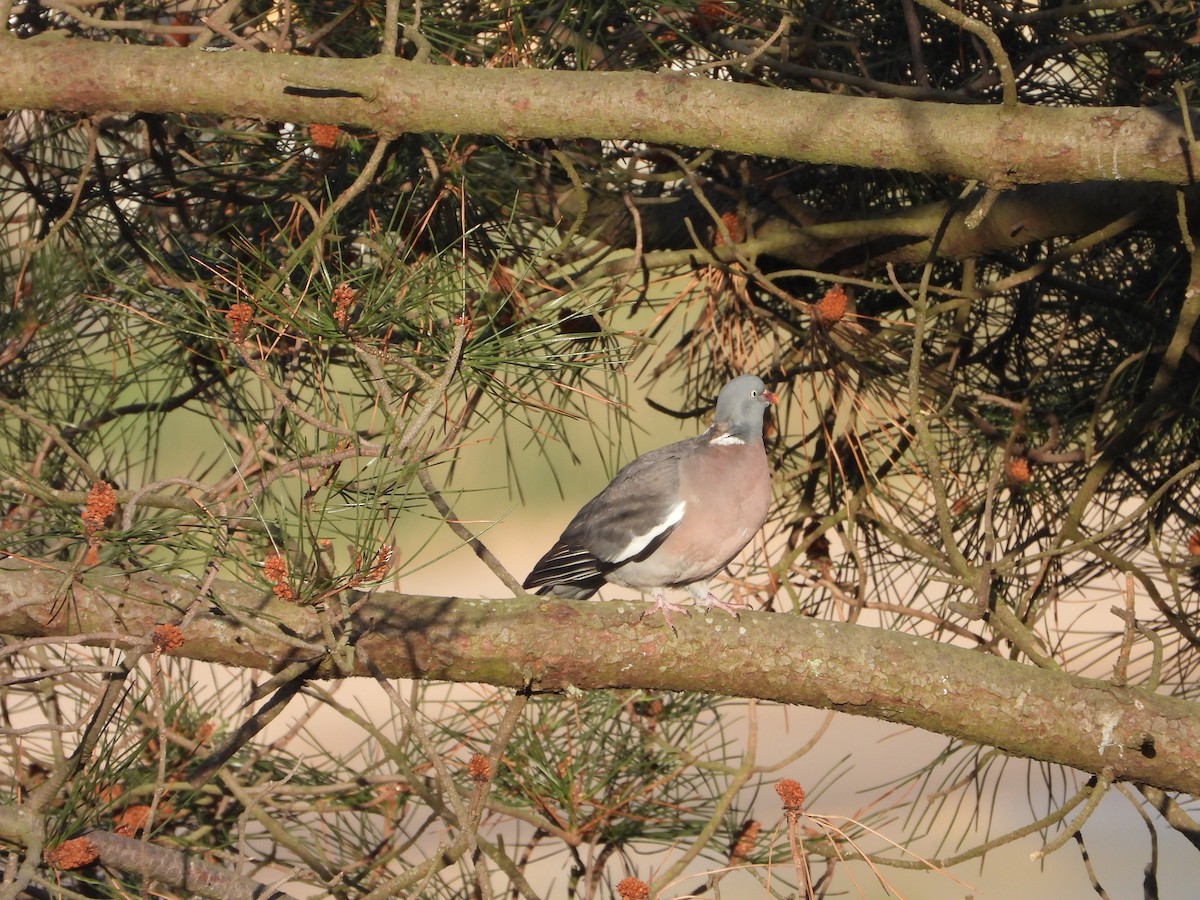 Common Wood-Pigeon - ML617884087