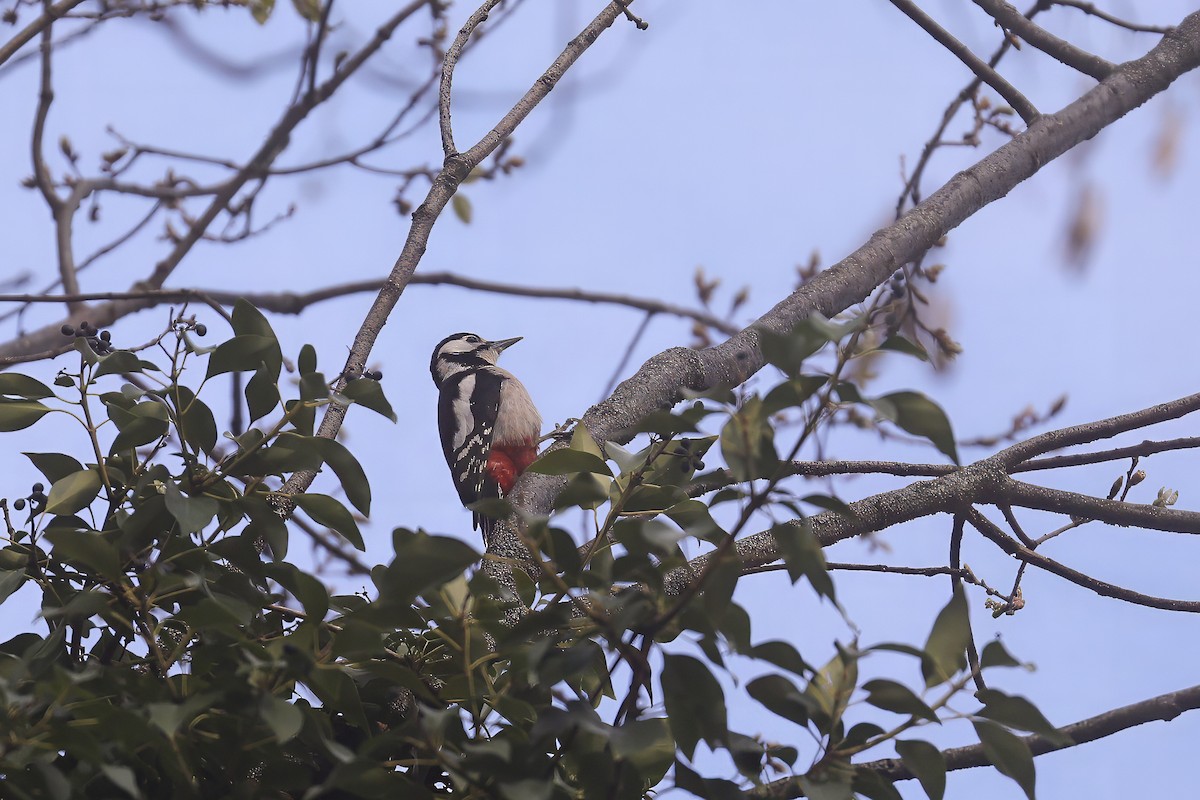 Great Spotted Woodpecker - ML617884132