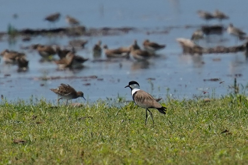 Spur-winged Lapwing - ML617884142