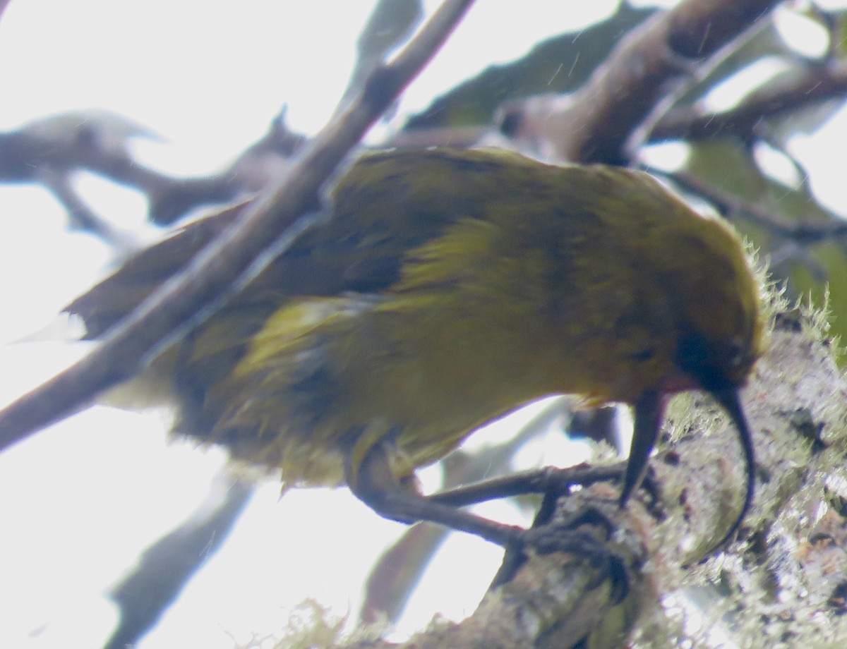 Hawaii-Sichelkleidervogel - ML617884160