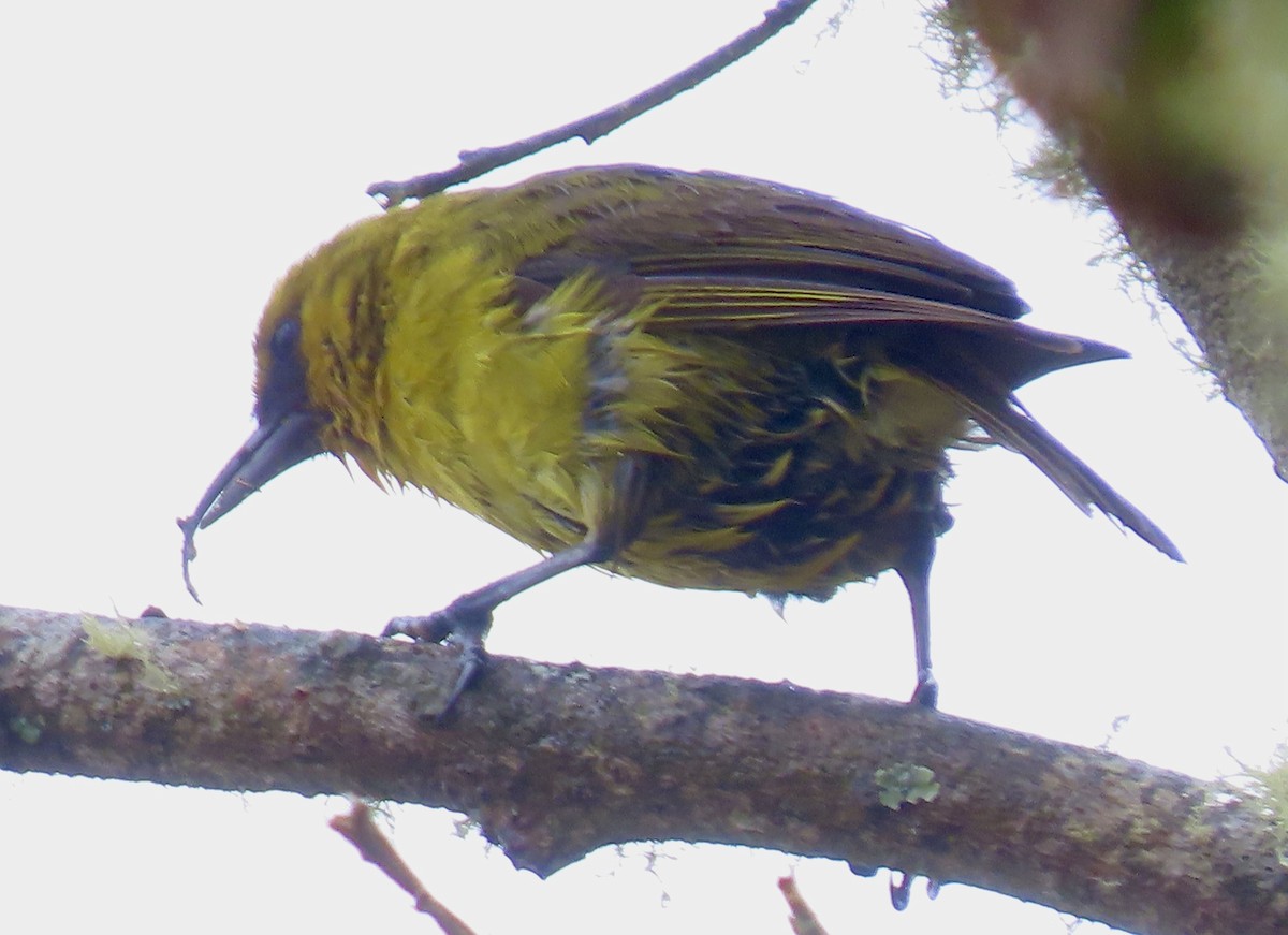 Hawaii-Sichelkleidervogel - ML617884161