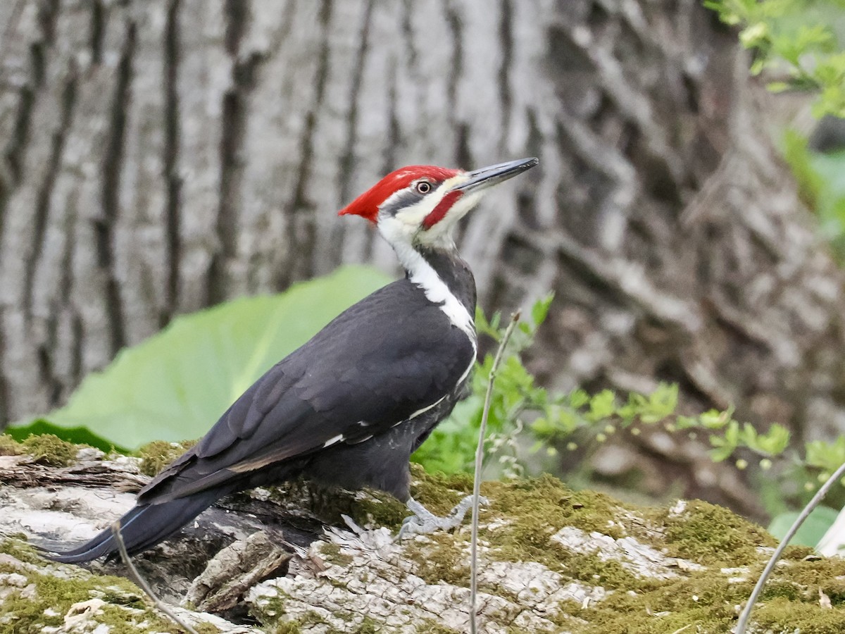 Pileated Woodpecker - June Smith