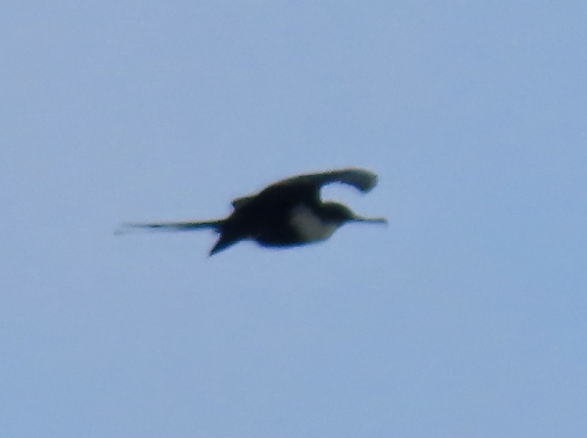 Great Frigatebird - Vicki Nebes