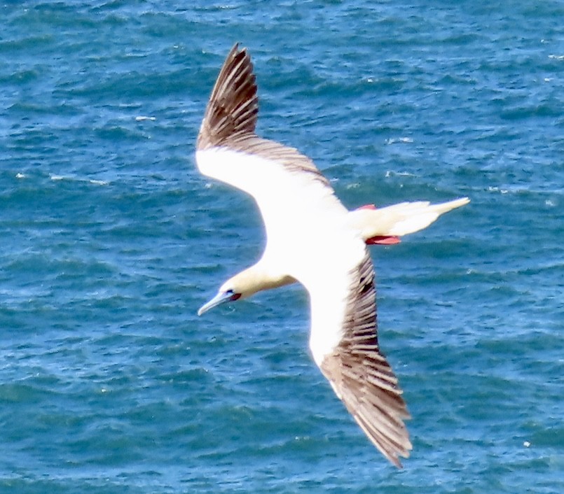 Red-footed Booby - ML617884259