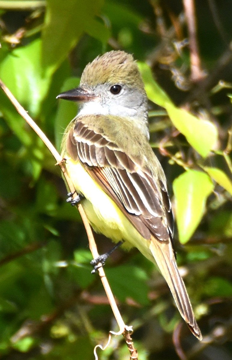Great Crested Flycatcher - ML617884292