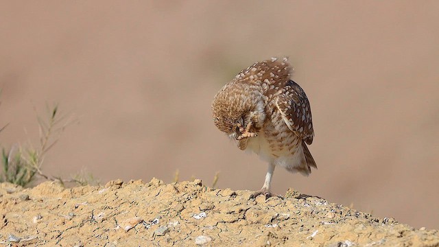 Burrowing Owl (Western) - ML617884303