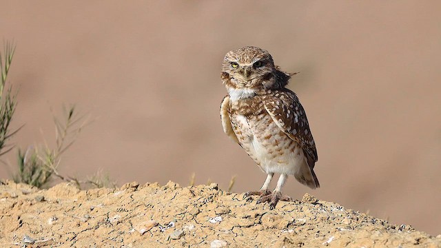 Burrowing Owl (Western) - ML617884304