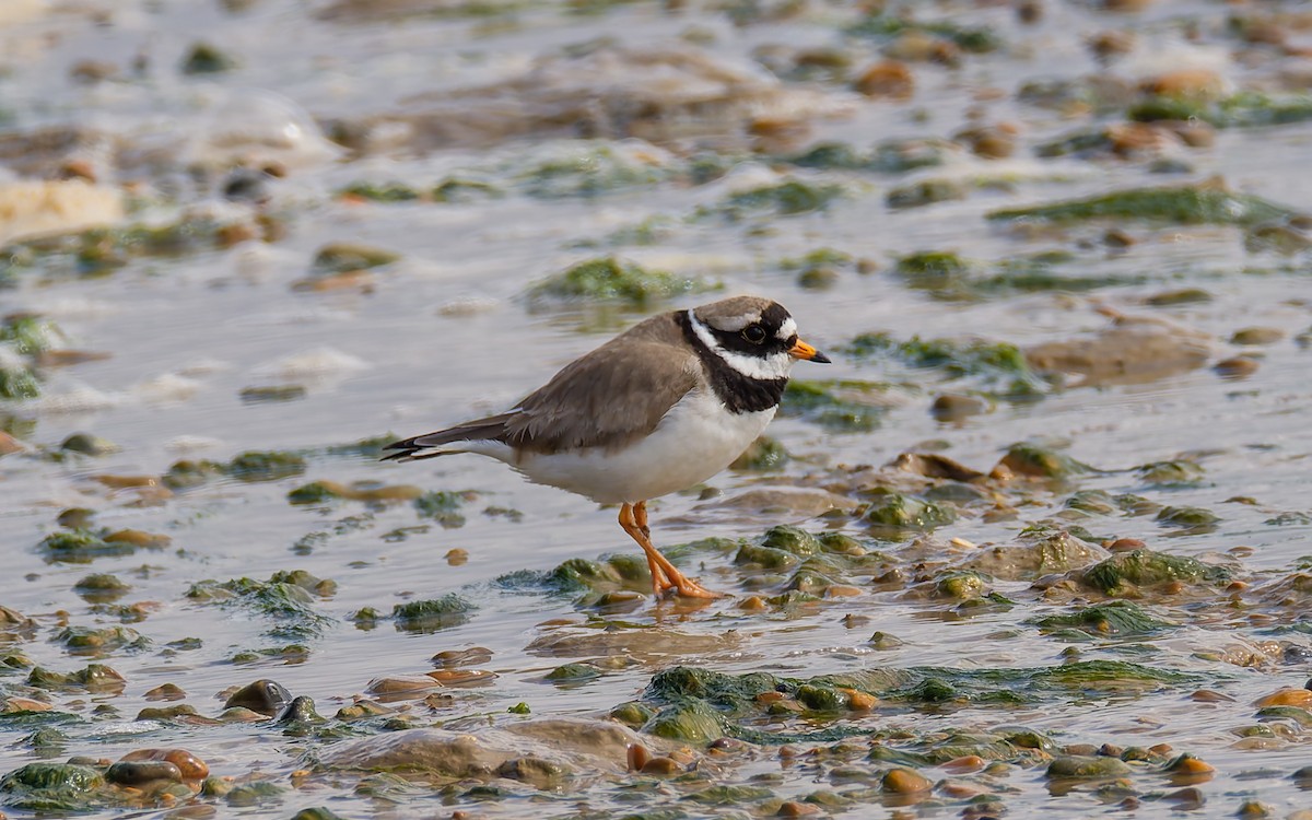 Common Ringed Plover - ML617884346