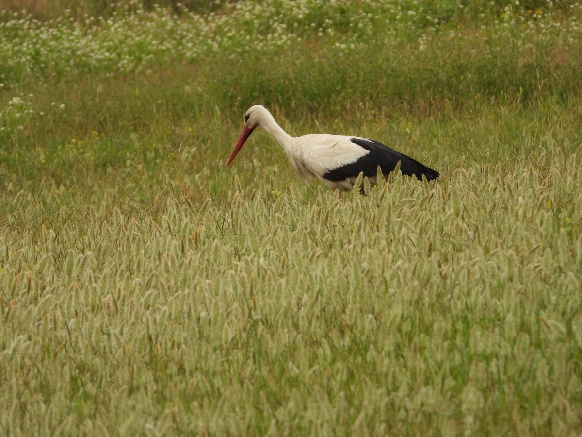 White Stork - ML617884349