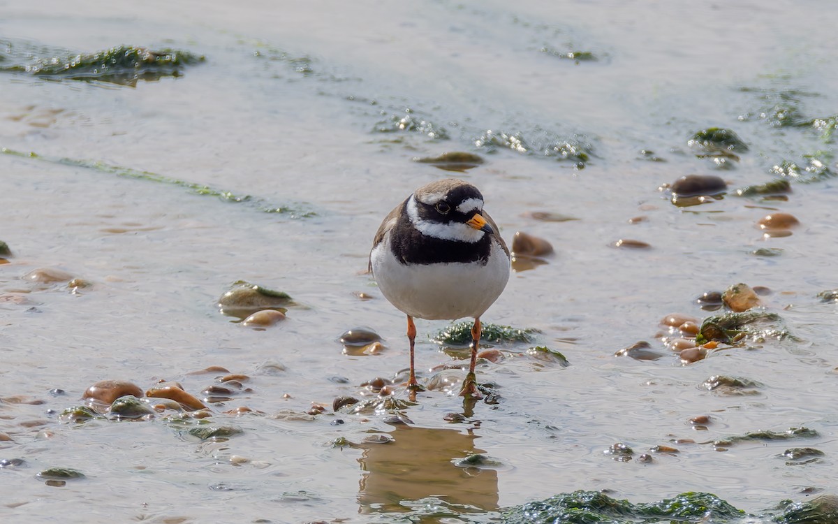 Common Ringed Plover - ML617884363
