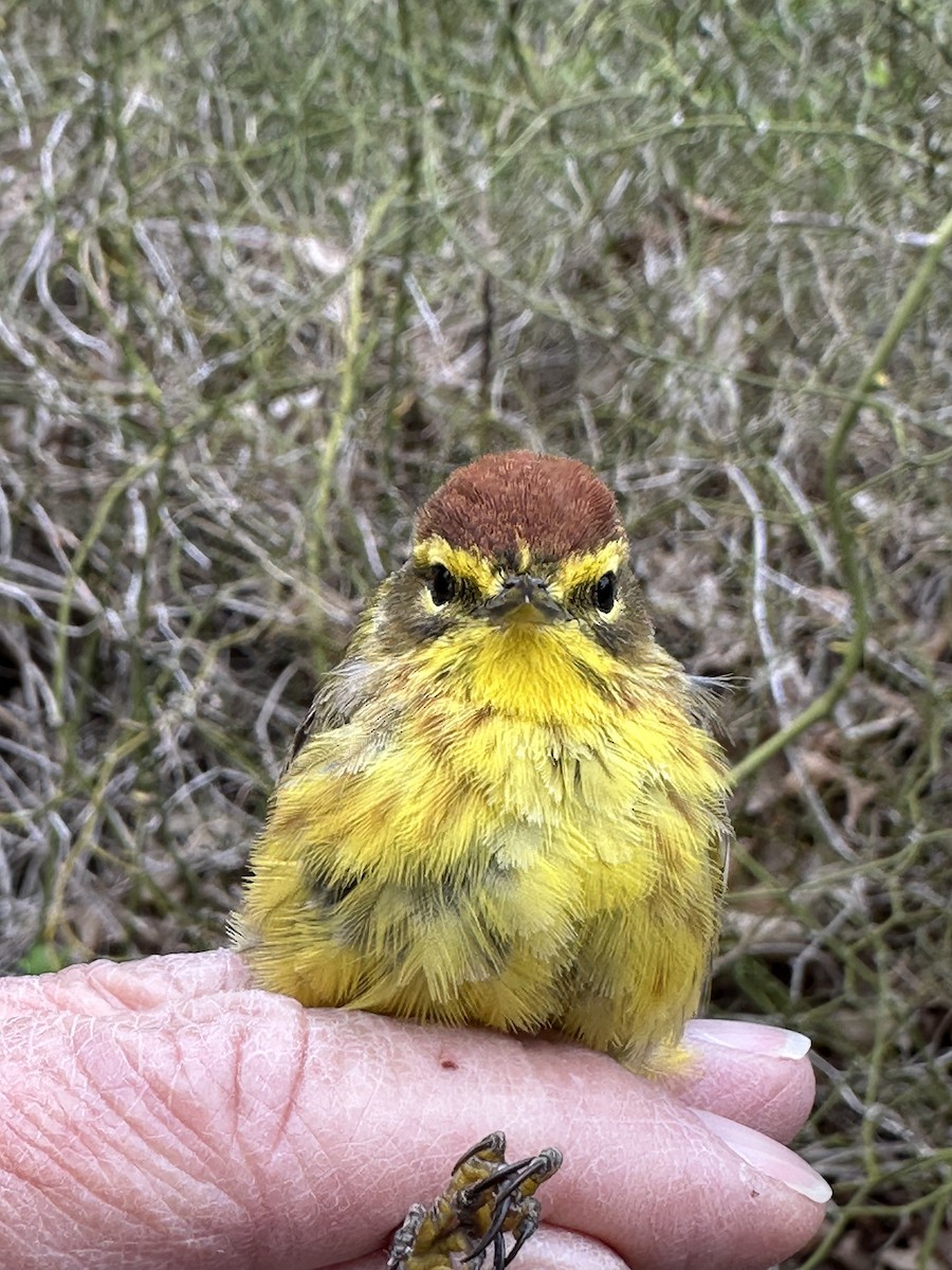 Palm Warbler (Yellow) - Sue Finnegan