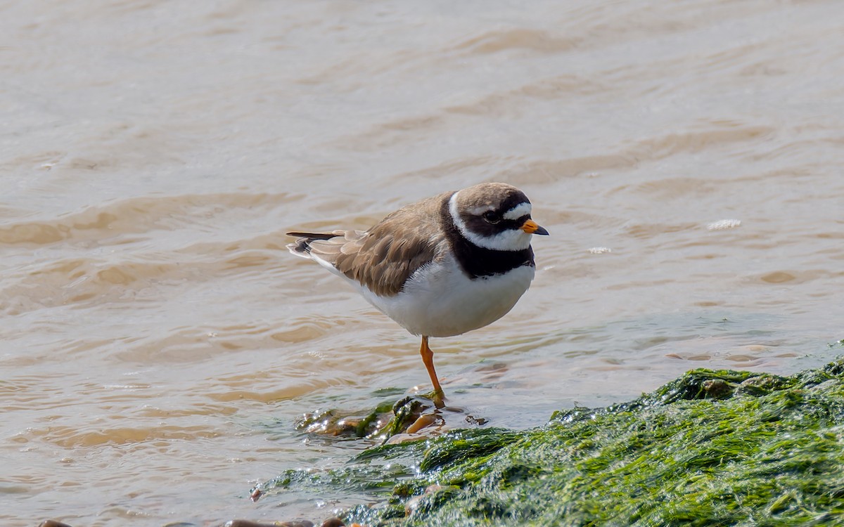 Common Ringed Plover - ML617884370