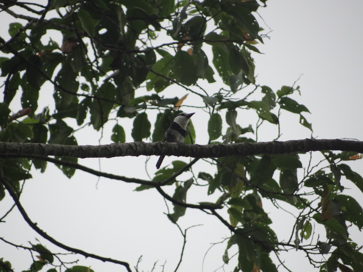 White-necked Puffbird - ML617884378