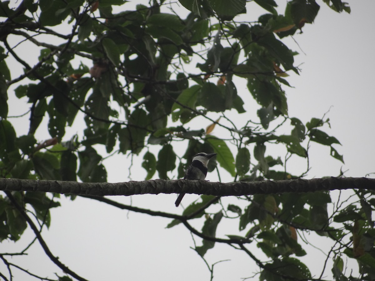 White-necked Puffbird - ML617884379