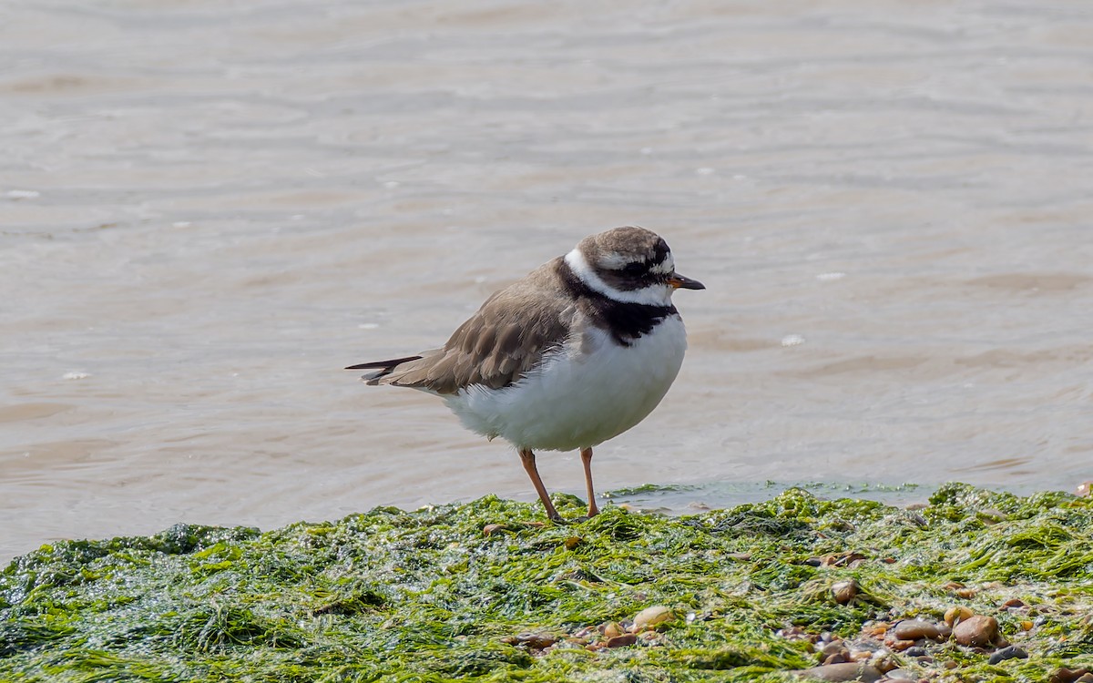Common Ringed Plover - ML617884381