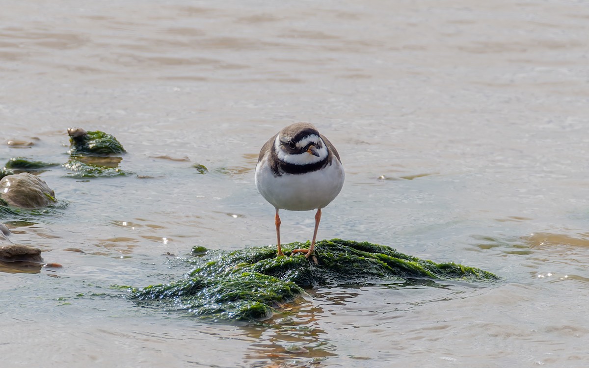 Common Ringed Plover - ML617884395