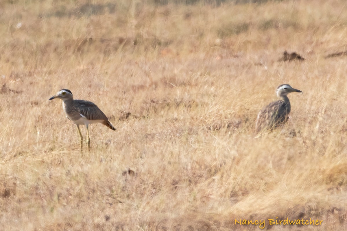 Double-striped Thick-knee - ML617884414