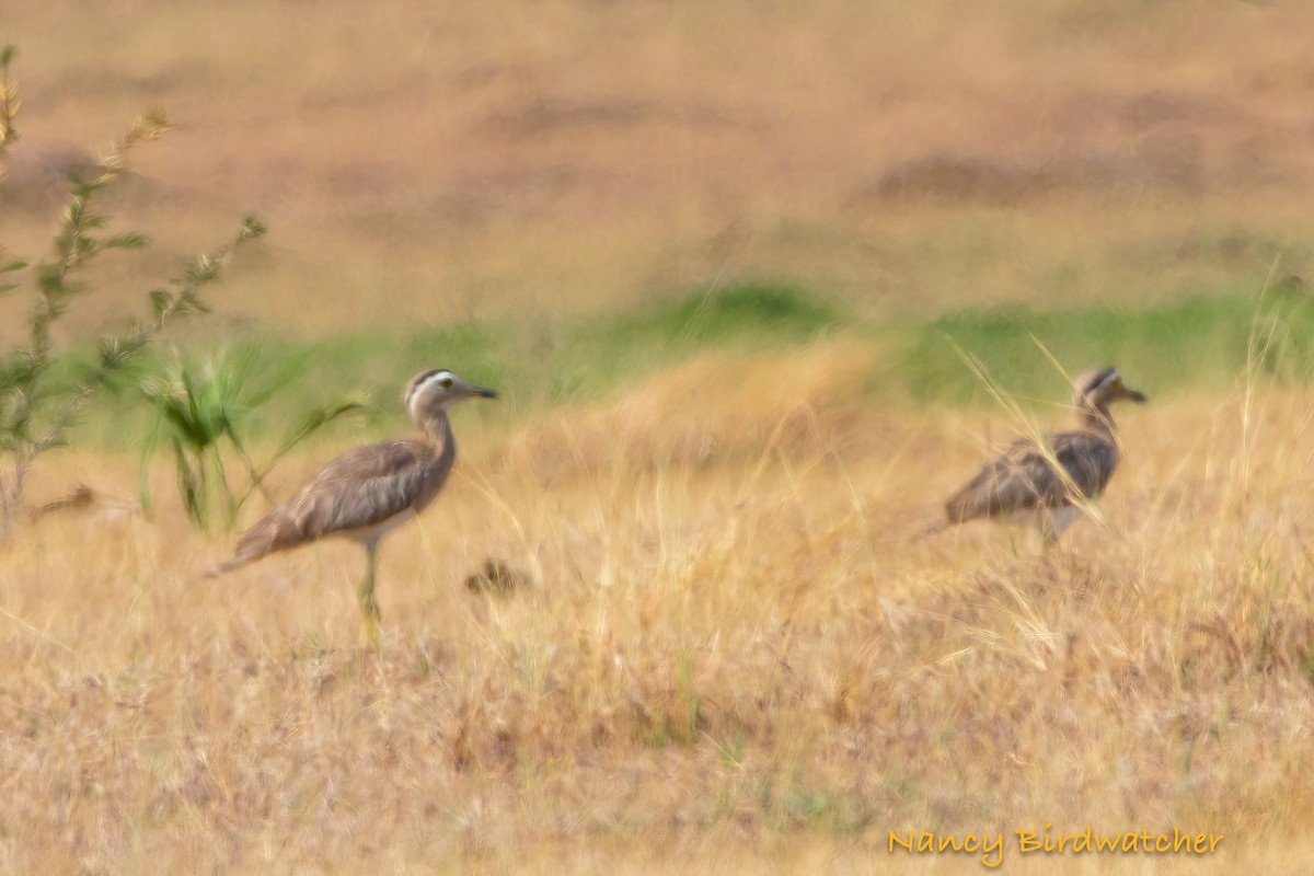 Double-striped Thick-knee - ML617884415