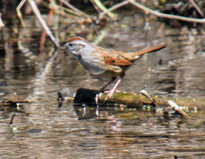 Swamp Sparrow - ML617884421