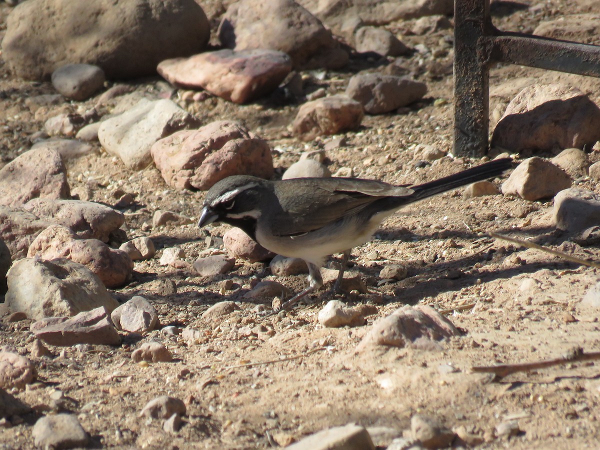 Black-throated Sparrow - ML617884422