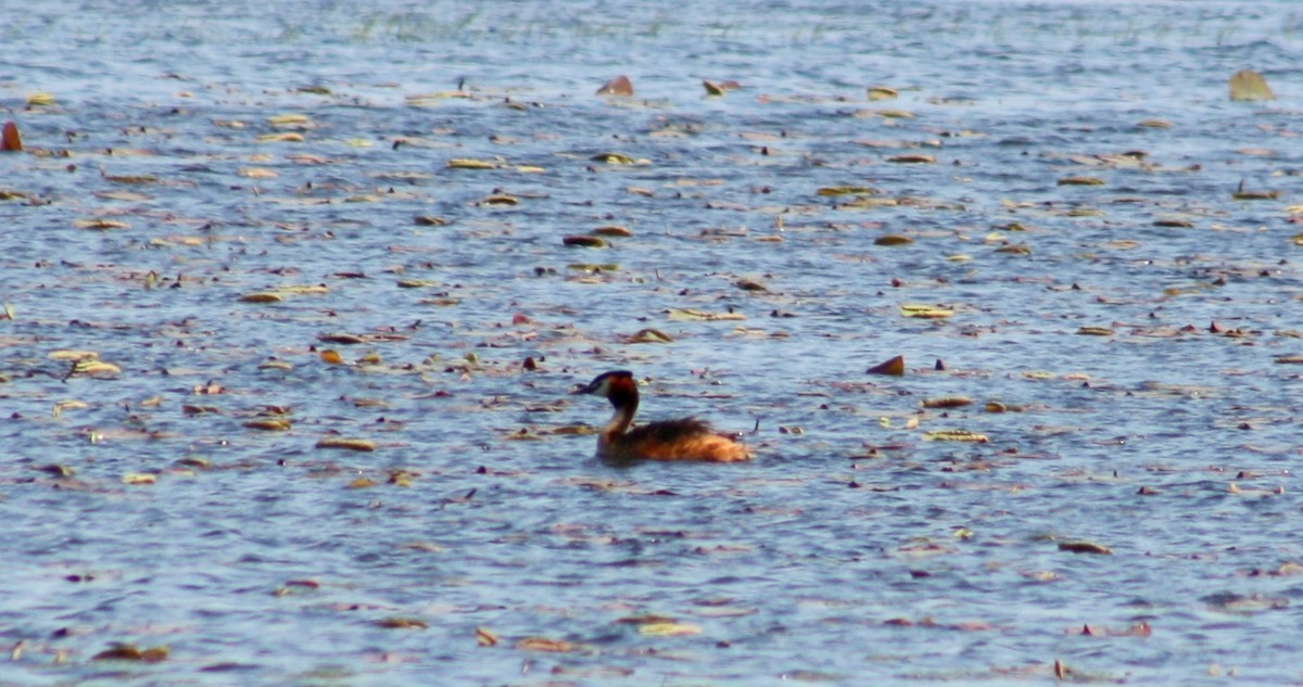 Great Crested Grebe - ML617884469